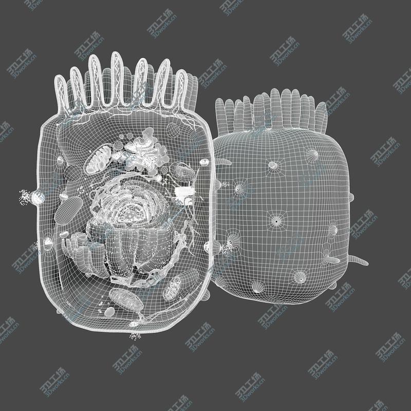 images/goods_img/202104091/Animal Cell(1)/4.jpg